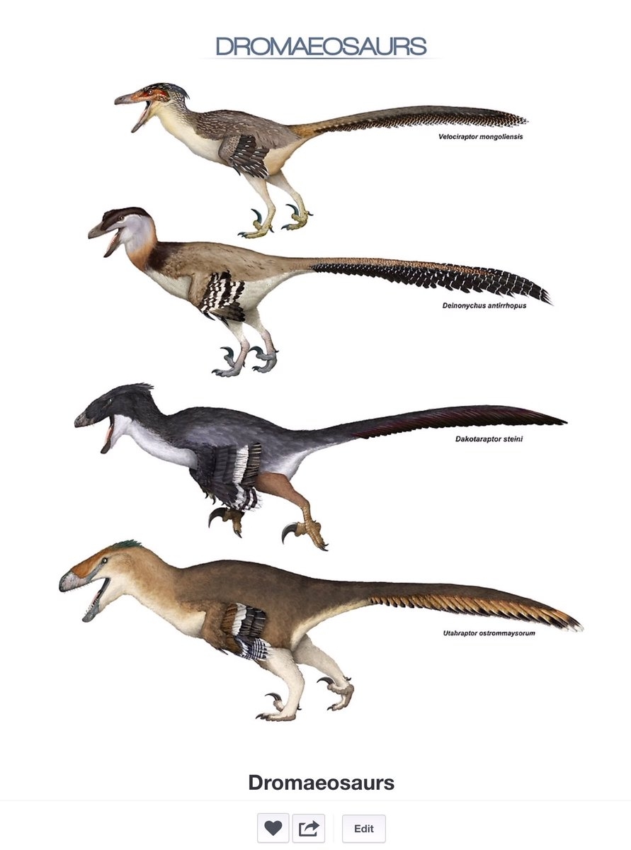Дромеозаврид Дейноних