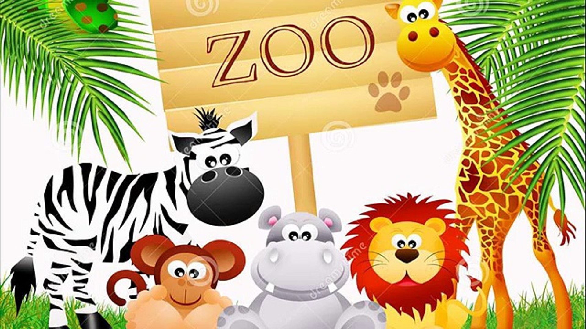 Zoo animal videos