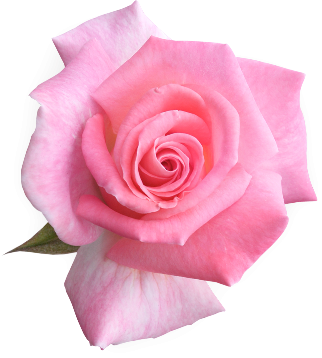 Розовые картинки пнг. Роза Пинк Роуз. Пинк Флауэр роза. Розы Пинк Фловерс. Розы на прозрачном фоне.