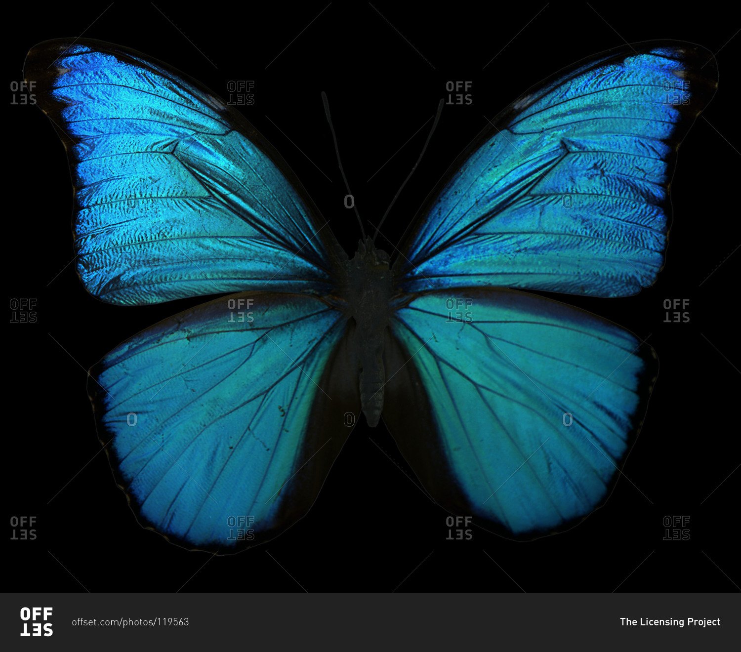 Черно синяя бабочка. Бабочка Морфо Менелай. Голубая бабочка Геншин. (Голубой Морфо Менелая) бабочка. Морфо Ахилл бабочка.