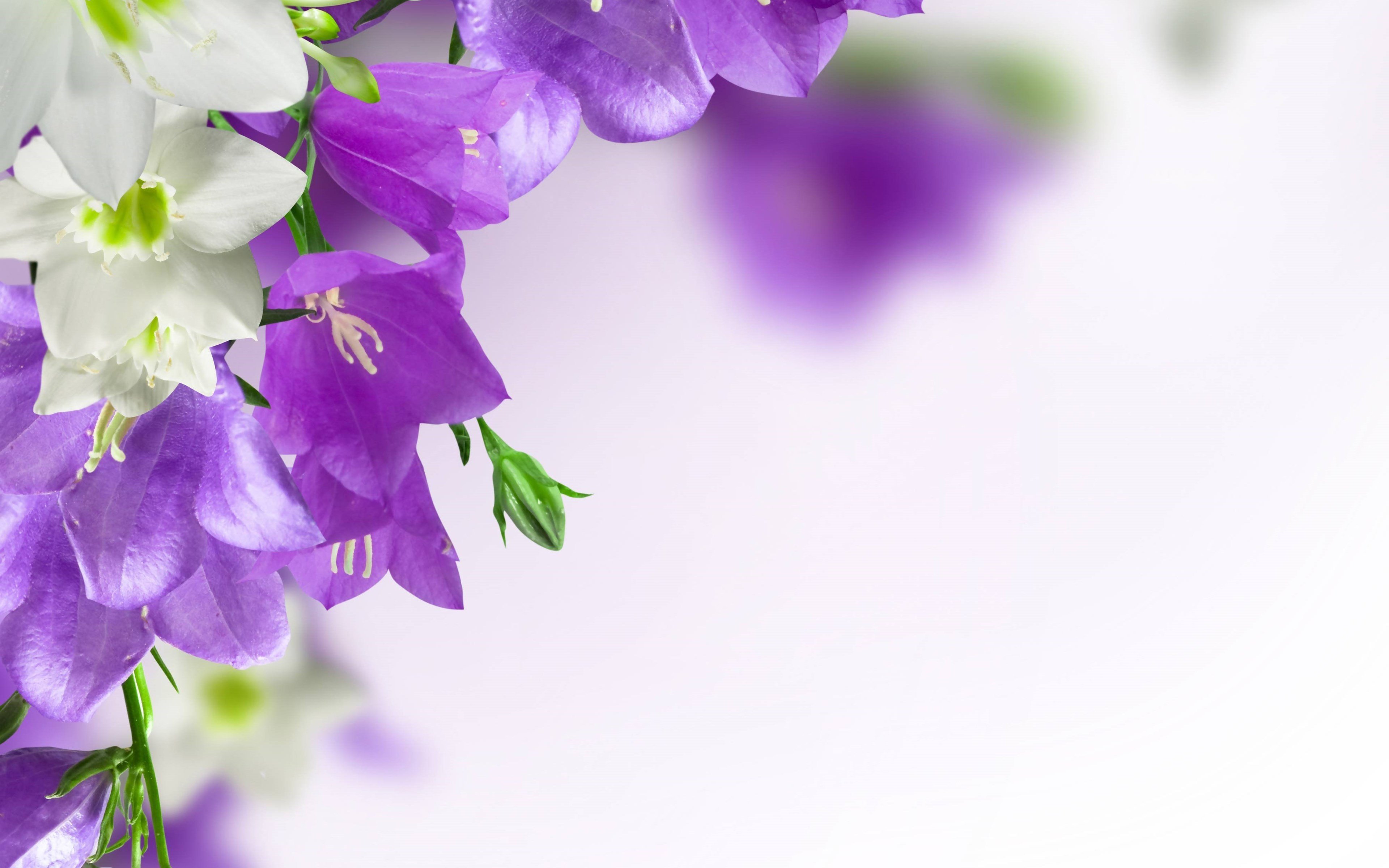 День рождения колокольчика. Букет колокольчики Кампанула. Колокольчик Кампанула Lilac. Сиреневые цветы. Фиолетовые цветы.