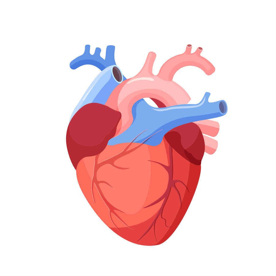 Человеческое сердце биология