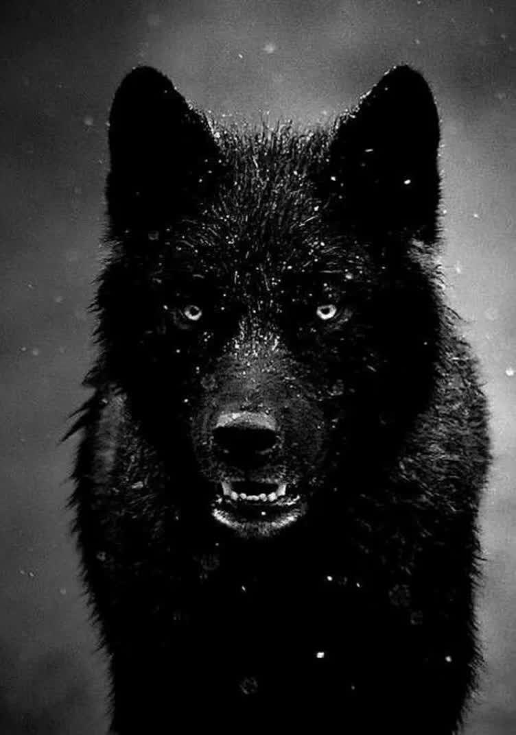 черный волк фото на телефон