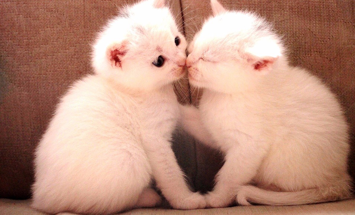 Два милых котенка