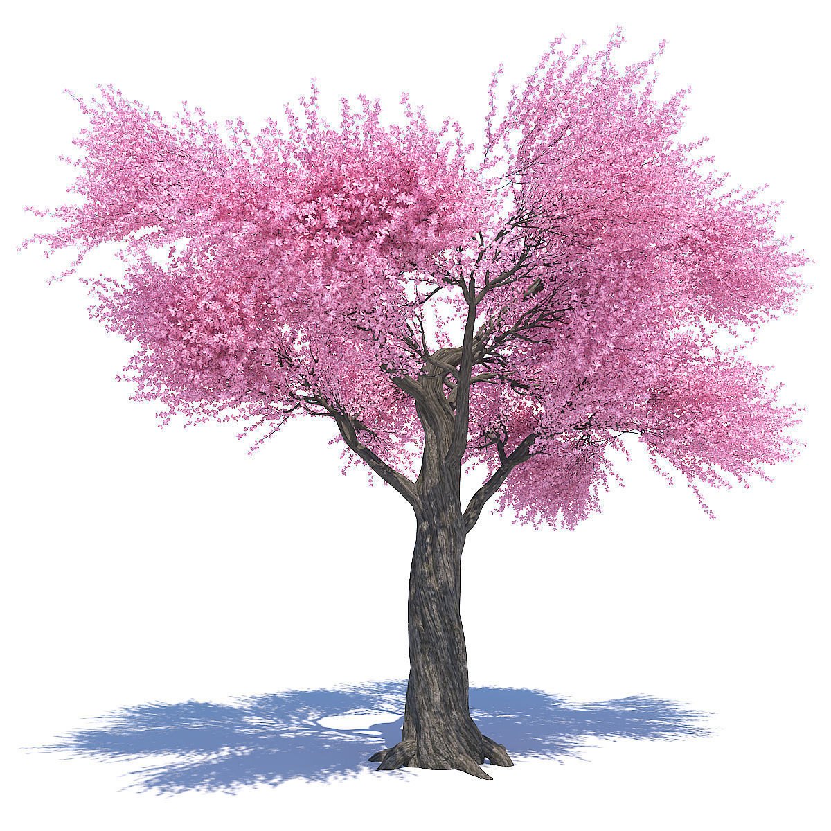 Цветущее дерево без листьев. Сакура рендер дерево. Сакура дерево 3d. Розовое дерево Сакура. Весеннее дерево.