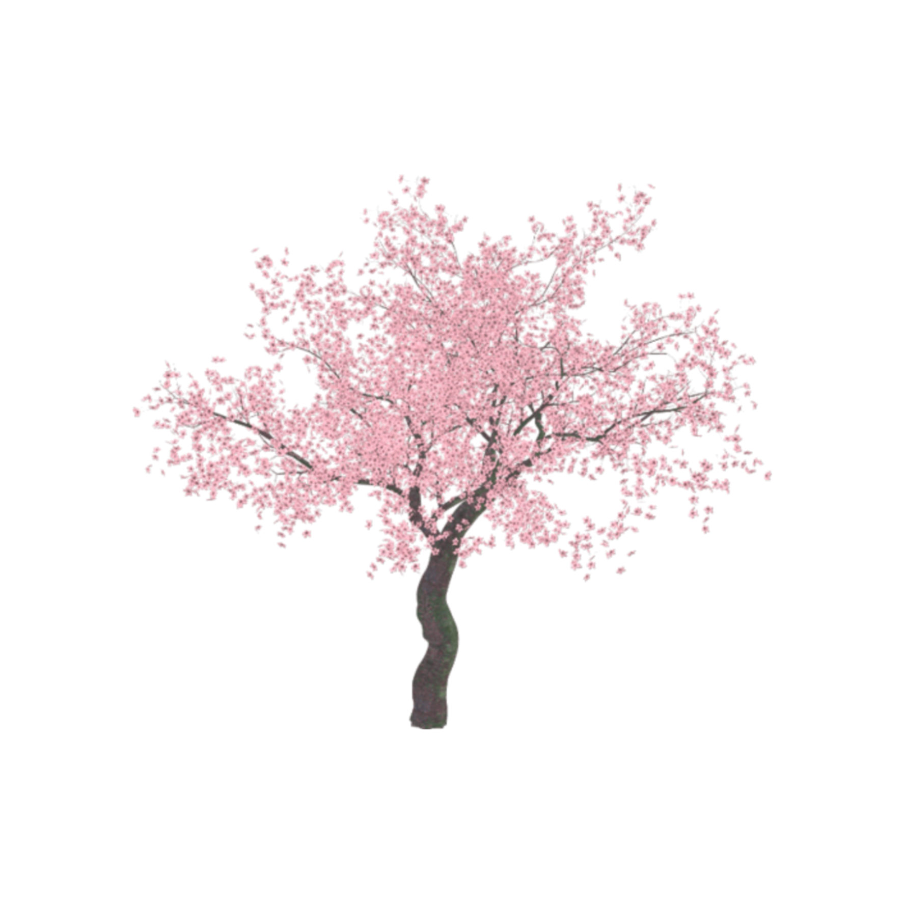 Сакура черри блоссом дерево. Цветущее дерево на белом фоне. Сакура дерево на белом фоне. Сакура дерево без фона. Розовое дерево без листьев