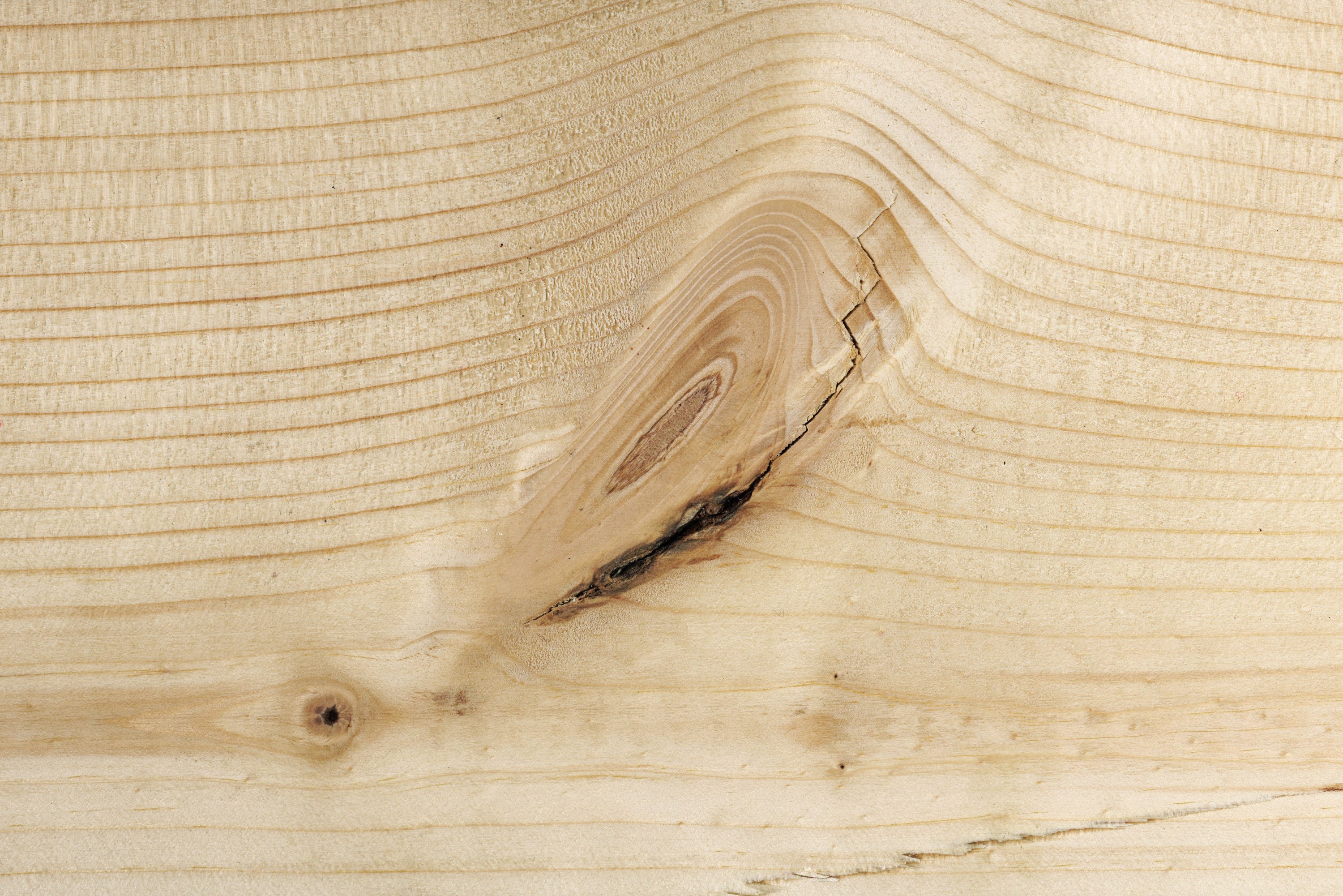 Срез ели. Пихта Сибирская древесина. Пихта структура древесины. Пихта текстура древесины. Пихта Сибирская поперечный разрез.