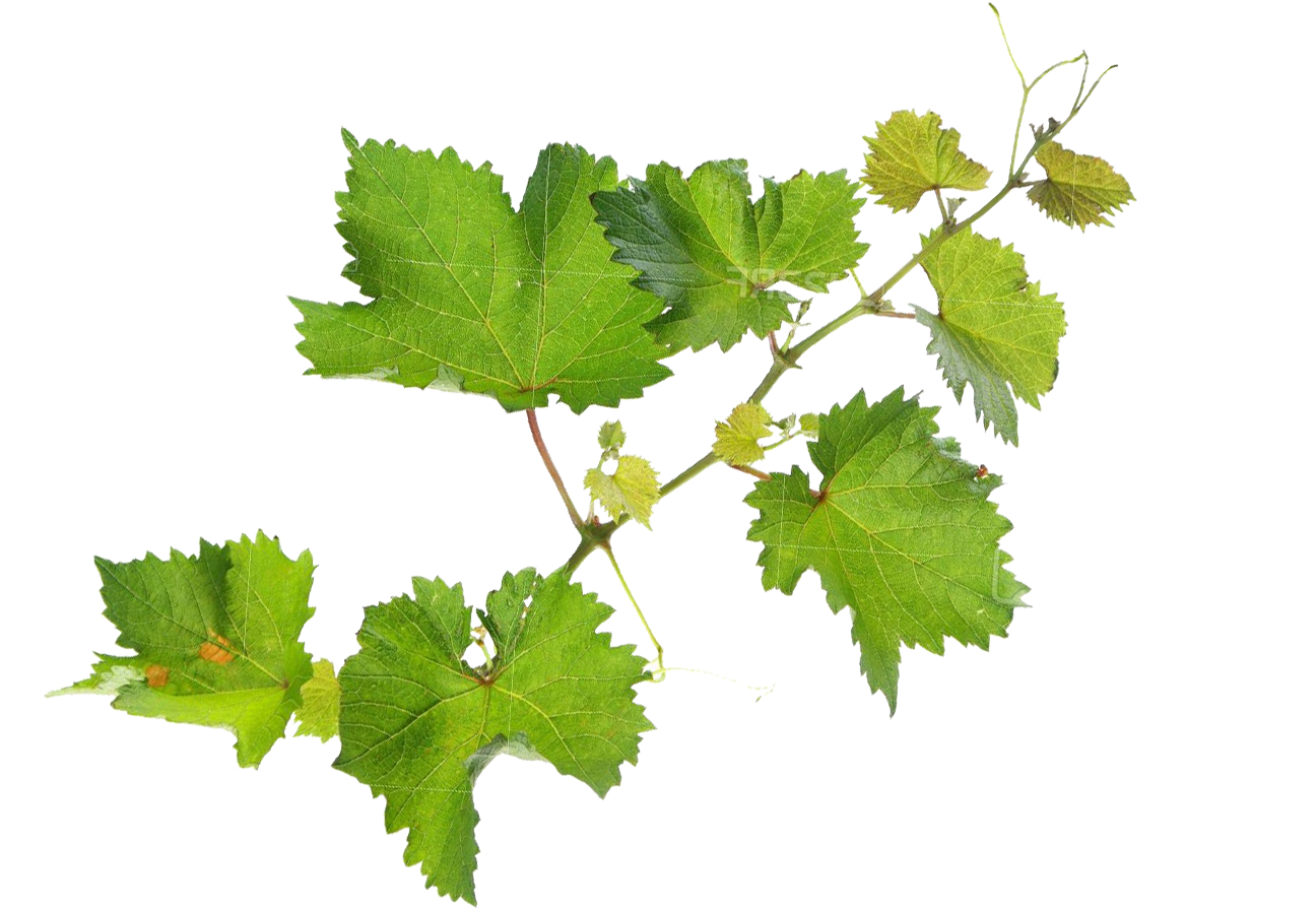 Листья виноградной лозы. Ветка лозы винограда. Виноградный лист. Листик винограда. Виноградная ветвь.