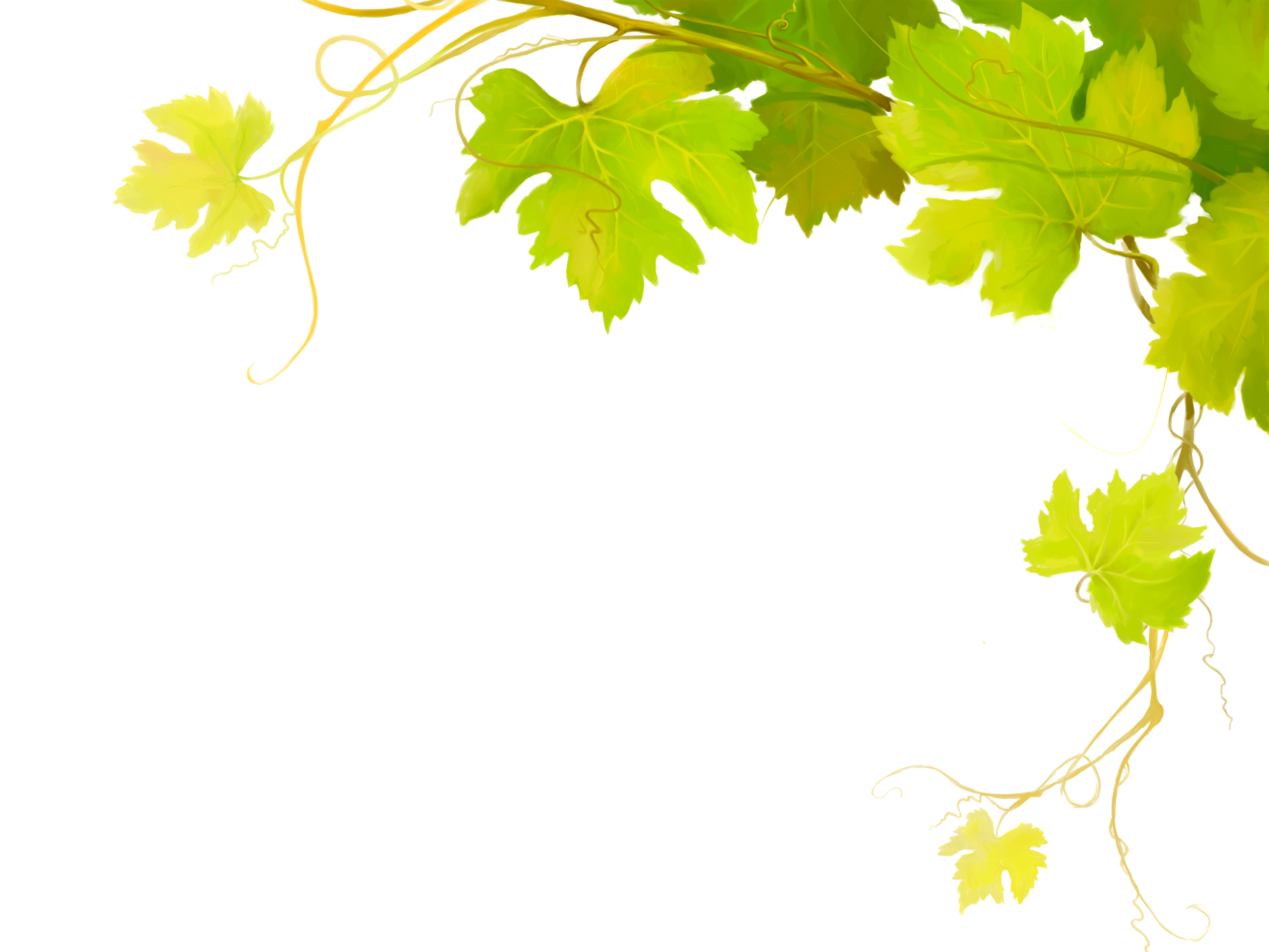 Листья виноградной лозы. Виноградная лоза. Виноградные листья на прозрачном фоне. Фон Виноградная лоза. Виноградная лоза листья.