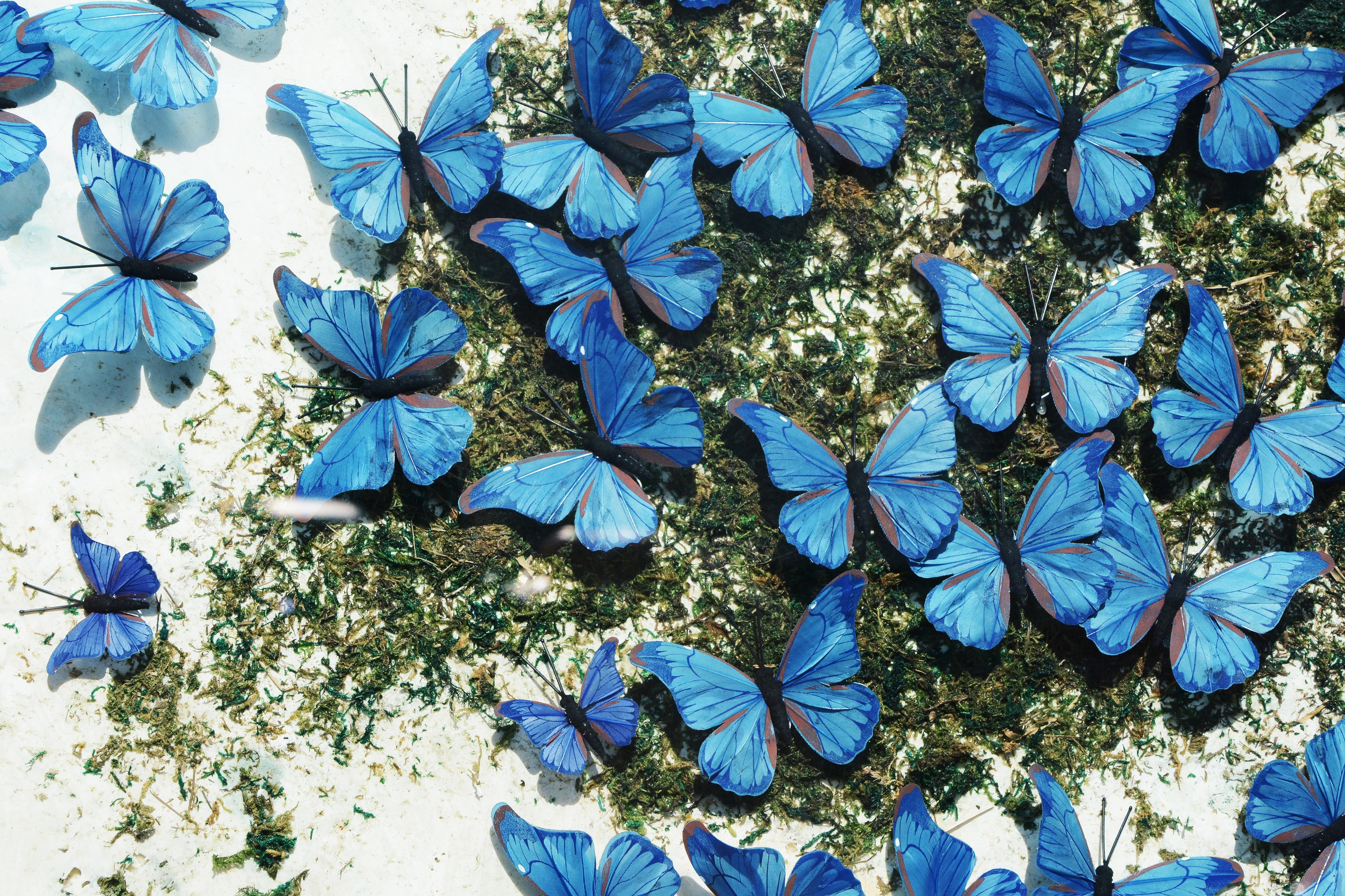 Бабочка синяя тема