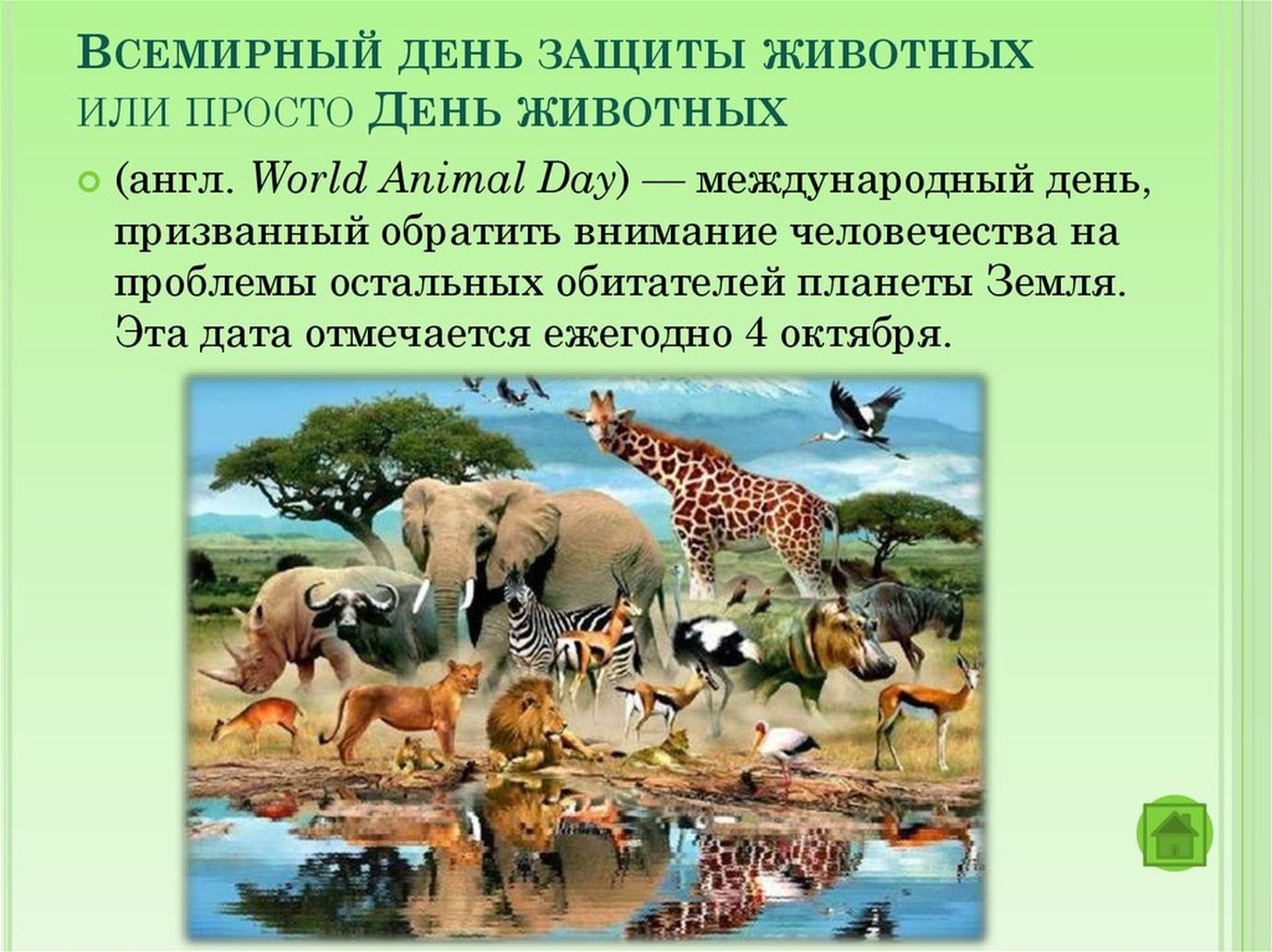 картинки на день защиты животных