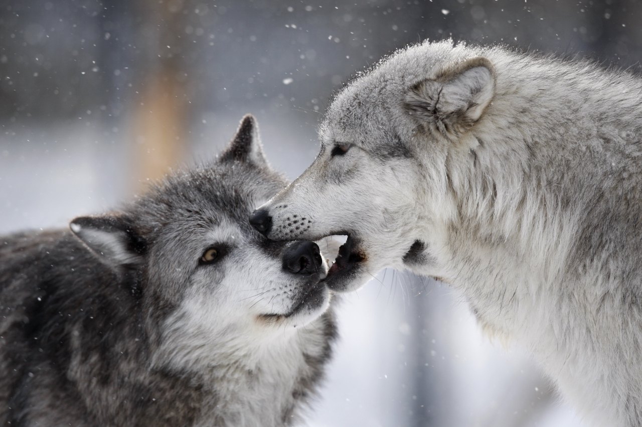 Судьба и верность. Душа волка. Волк и волчица. Волки любовь. Волк и волчица любовь.