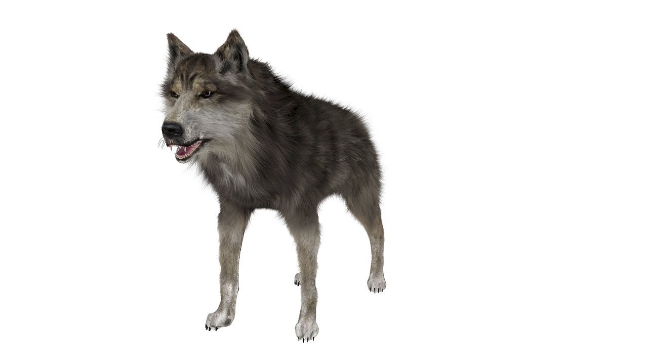 Волк картинка на прозрачном фоне