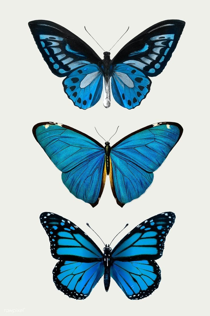 Голубая бабочка бабочка