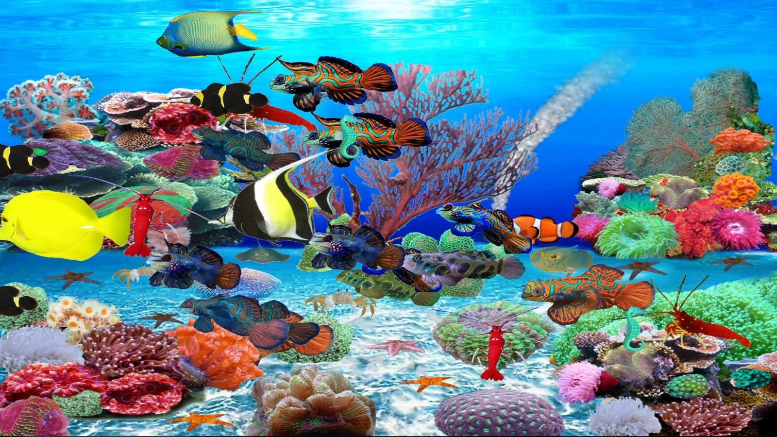 Рыбки аквариум обои. Обои аквариум. Обои на рабочий стол аквариум. Подводный мир рыбки. Аквариум живые рыбки.