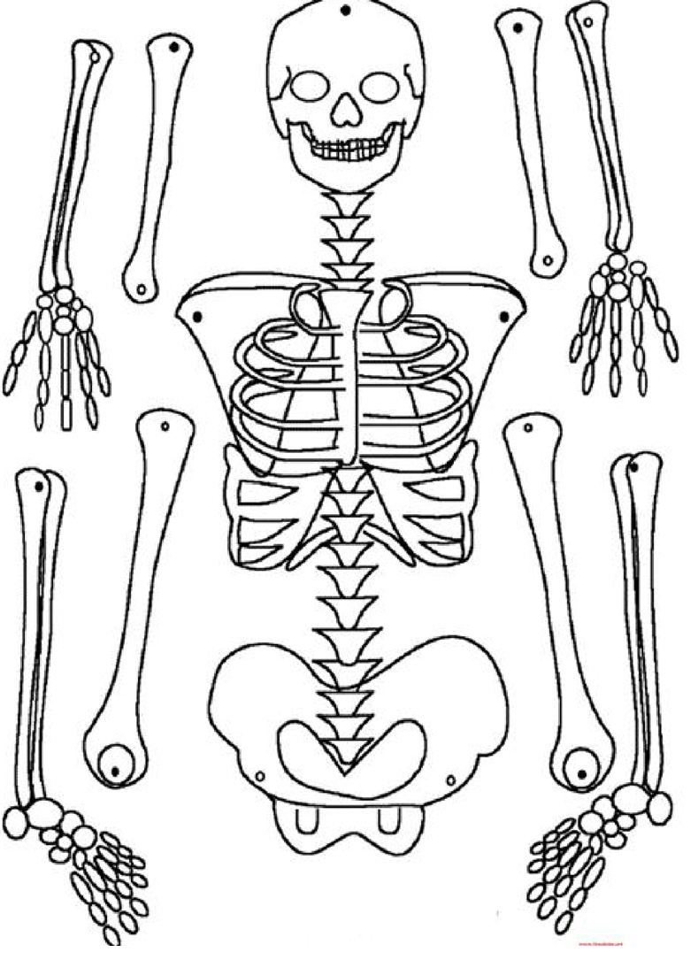 Кости человека 4 класс окружающий мир. Скелет человека для детей. Макет скелета. Макет скелета на печать. Макет скелета человека.