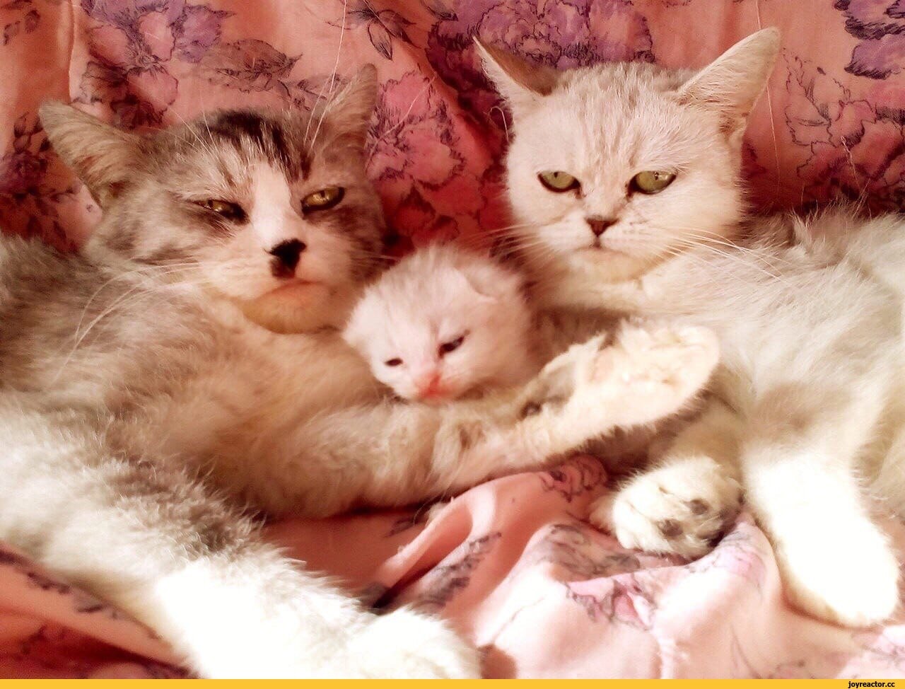 Про маму кошку. Семья котов. Папа кот и котенок. Мама кошка и котенок. Котята с мамой.
