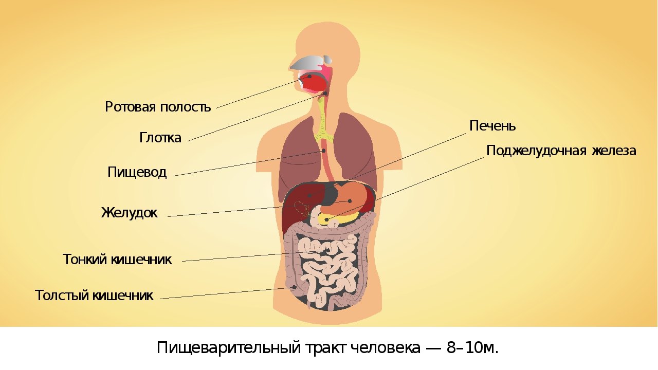 Желудок и полость рта. Ротовая полость глотка пищевод желудок. Строение пищеварительной системы человека. Ротовая полость глотка пищевод желудок тонкий. Органы пищеварения и их функции.