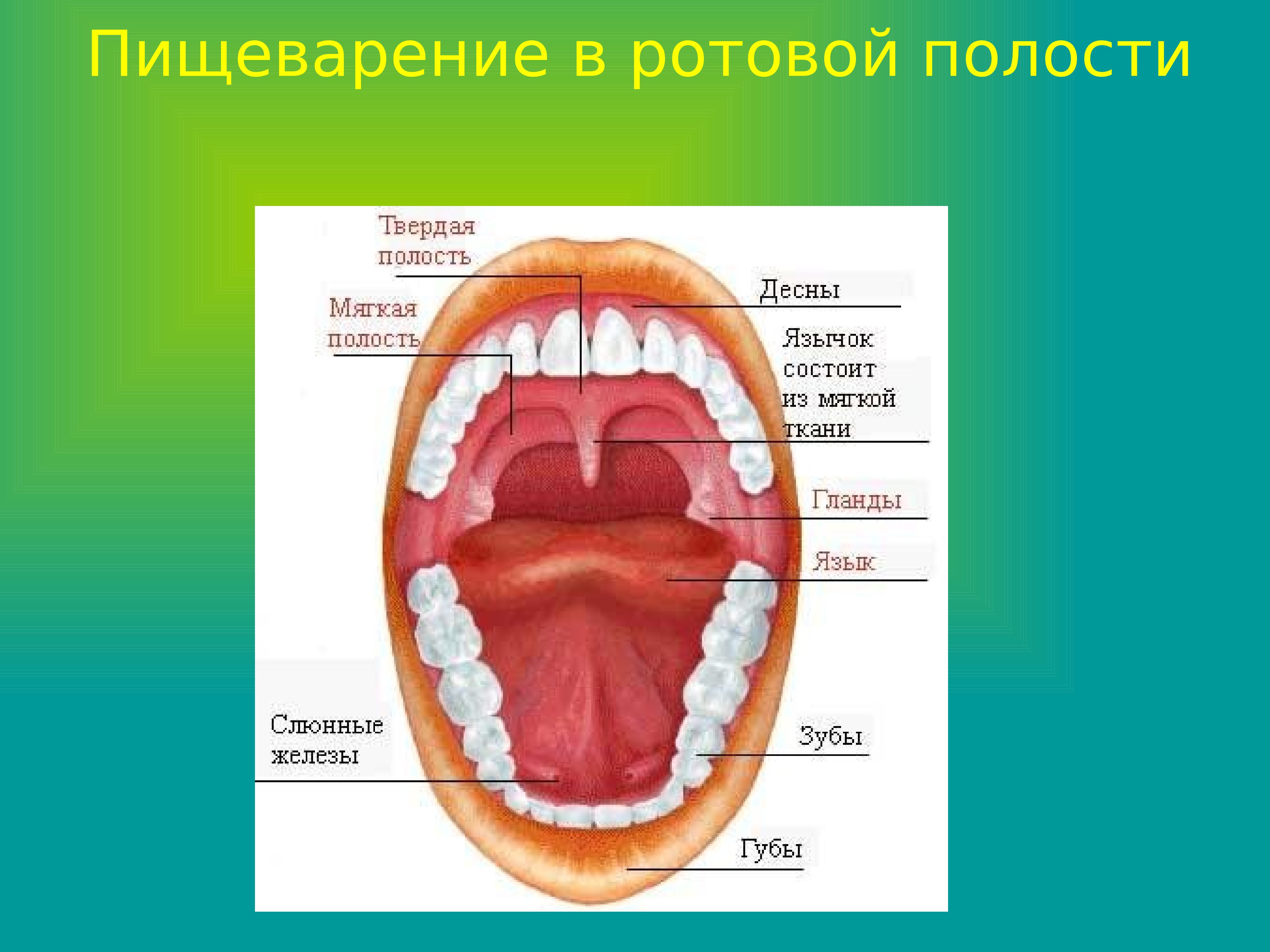 Переваривание ротовой полости. Пищеварительная система строение зуба. Строение полости рта пищеварение в полости. Слюнные железы, зубы, строение, функция.. Строение ротовой полости слюнные железы.