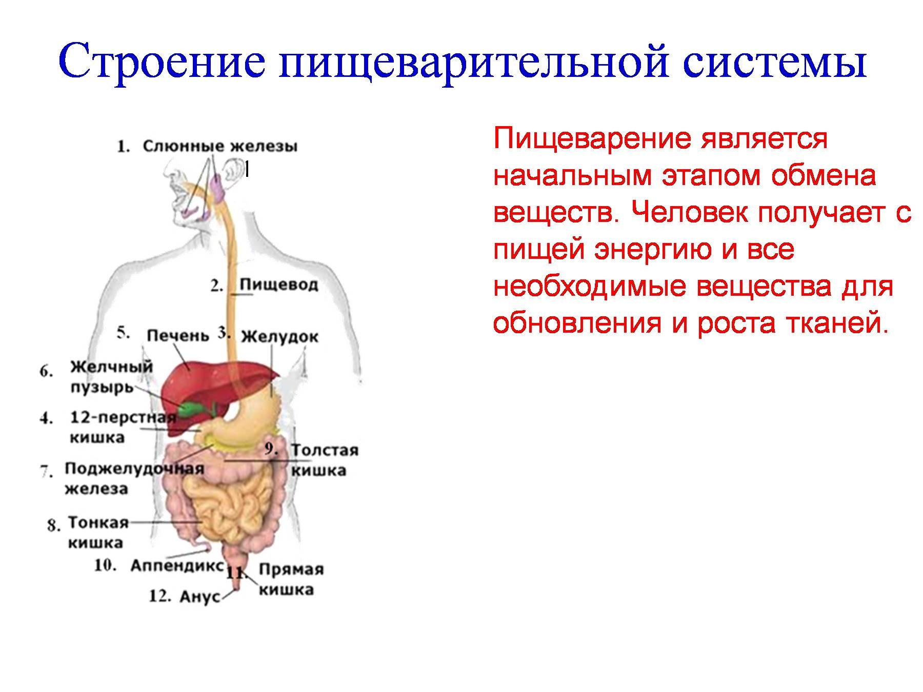 Желчный пузырь печень пищеварительные железы. Система пищеварения схема. Функции пищеварительной системы анатомия. Строение органов пищеварительной системы человека. Общий план строения пищеварительной системы человека анатомия.