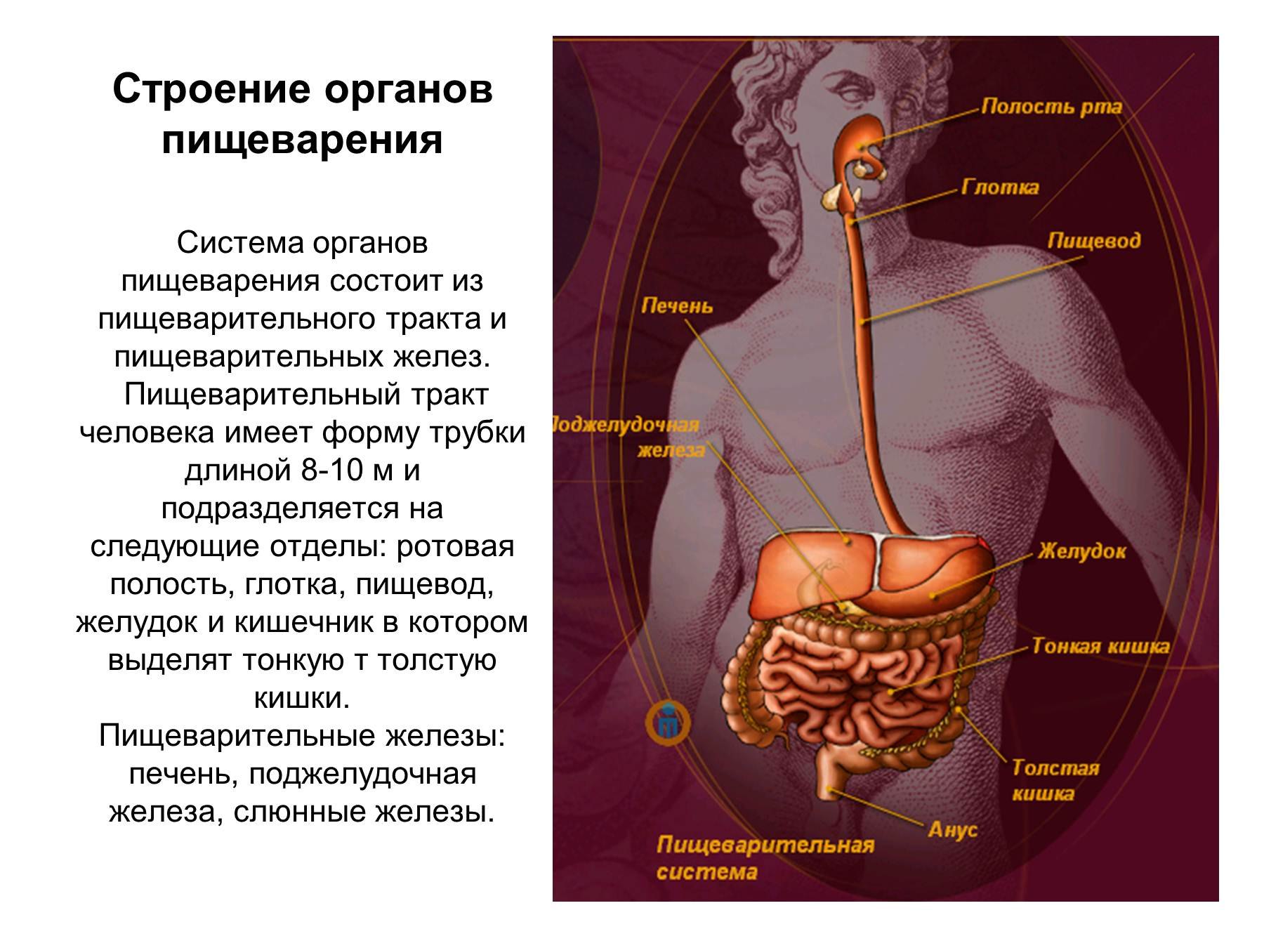 Печень влияет на желудок. Пищеварение строение пищеварительной системы. Строение внутренних органов пищеварительной системы. Схема органов пищеварения анатомия. Внутреннее строение пищеварительных органов человека.