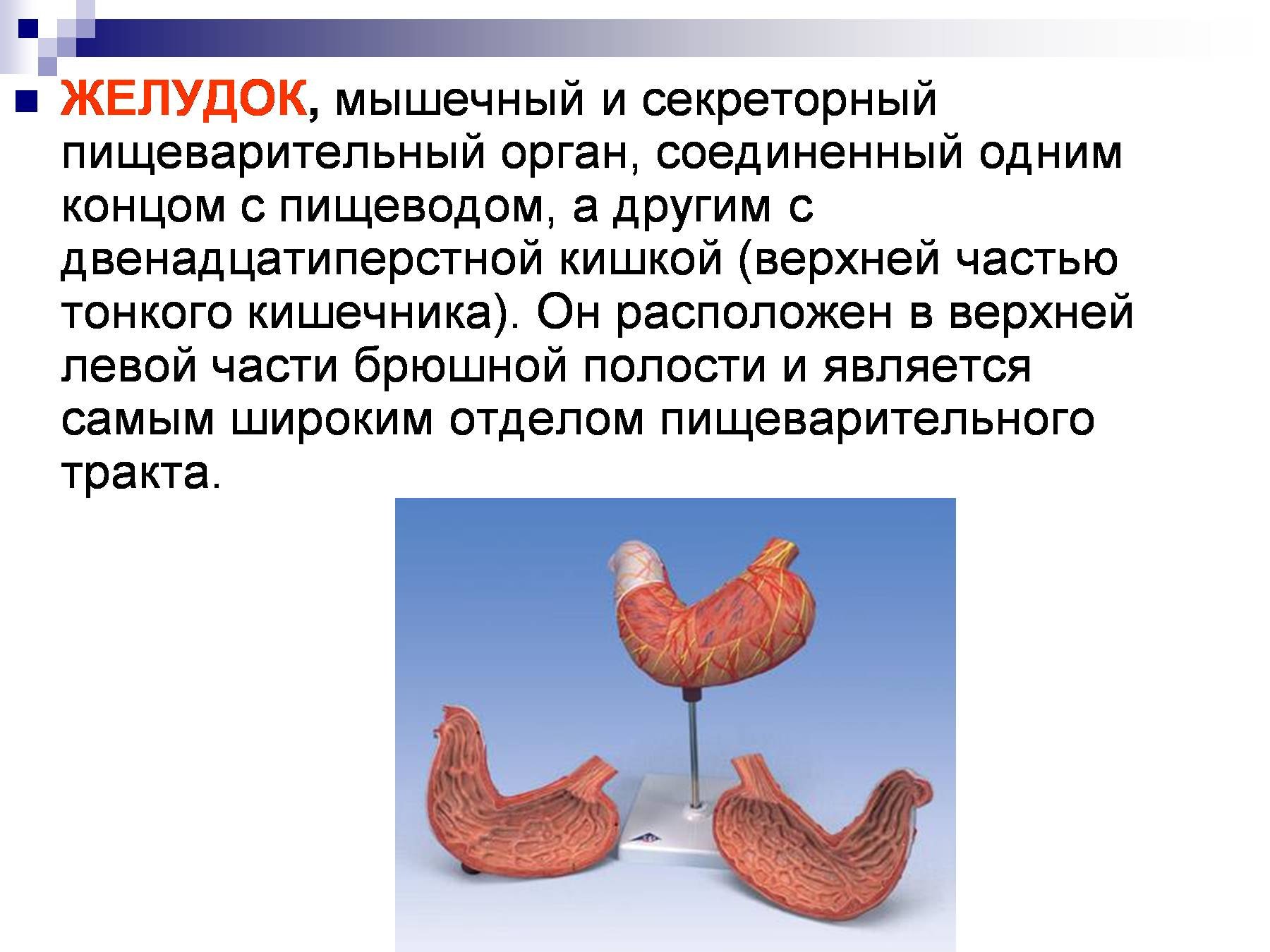 Мускульный желудок у птиц. Желудок курицы строение.