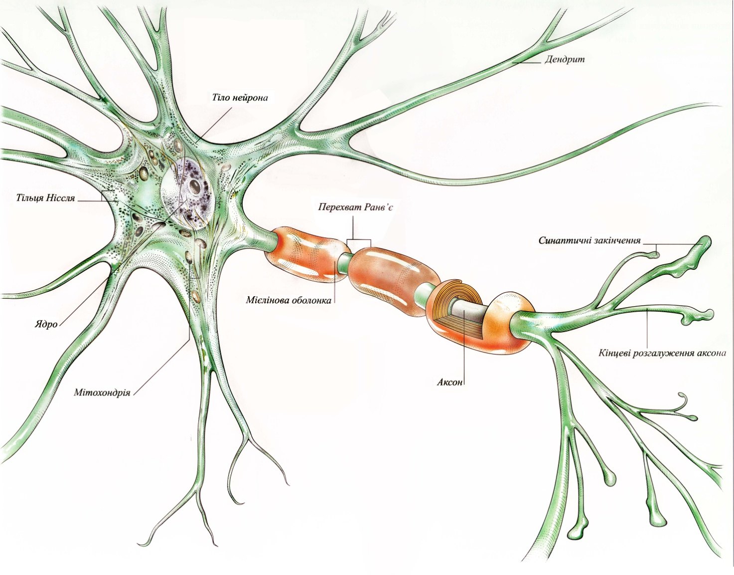 Деление нервных клеток. Аксон клетки нейрона. Строение нерва Аксон. Дендрит нейрона структура. Строение аксона нейрона.