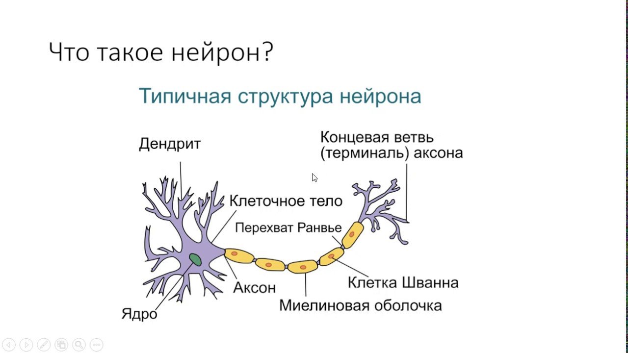 Какое свойство у нервной ткани. Нервная ткань Нейрон. Строение нейрона собаки. Строение нейрона рисунок. Строение нейрона с подписями.