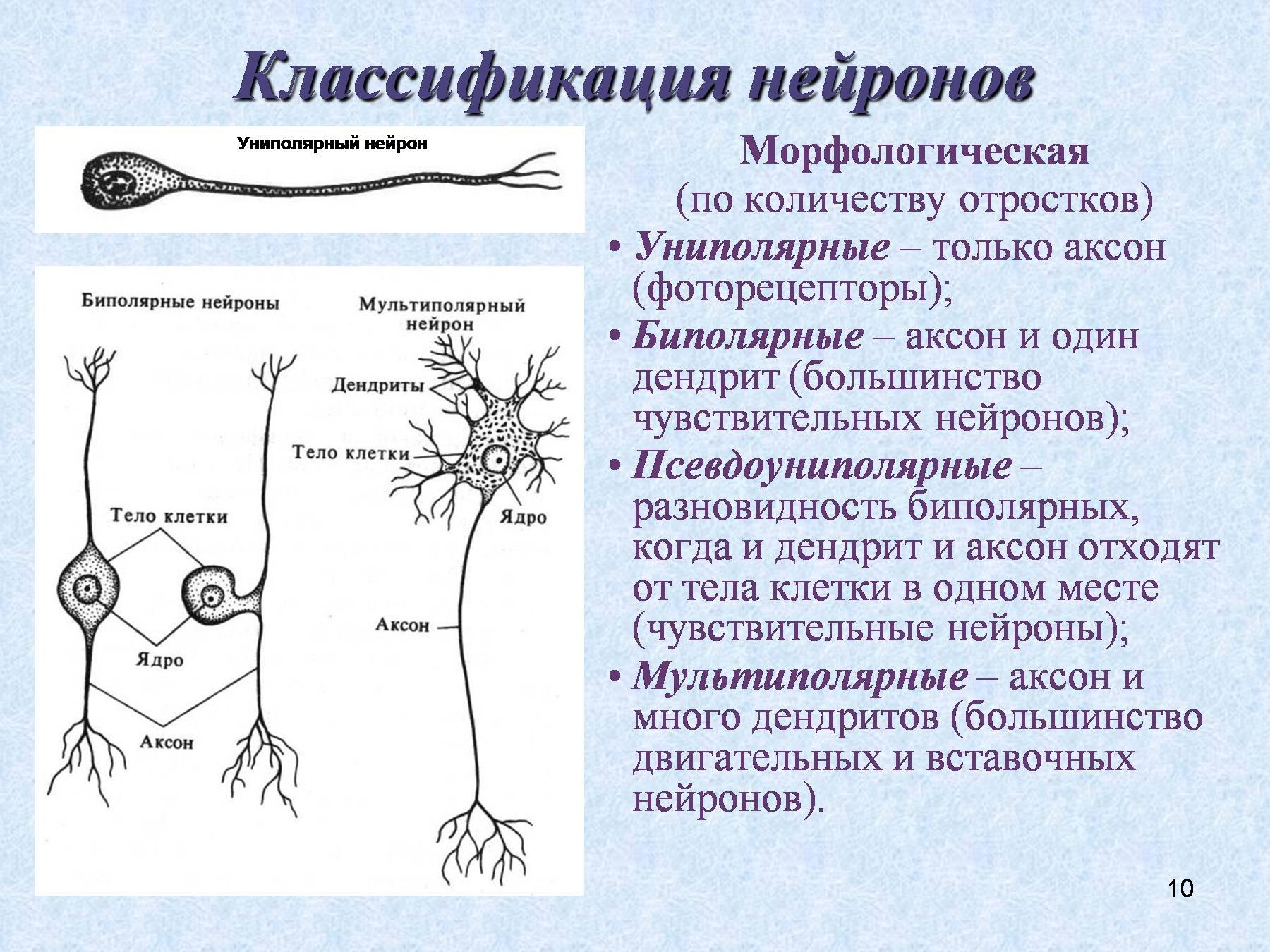 Классификация нейронов псевдоуниполярные