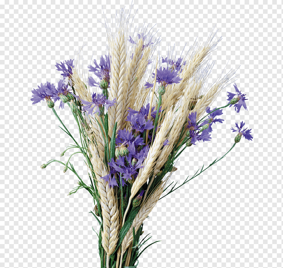 Букетик полевых цветов на прозрачном фоне