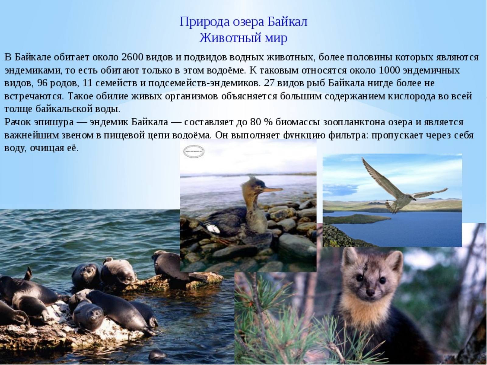 Озеро Байкал животные и растения
