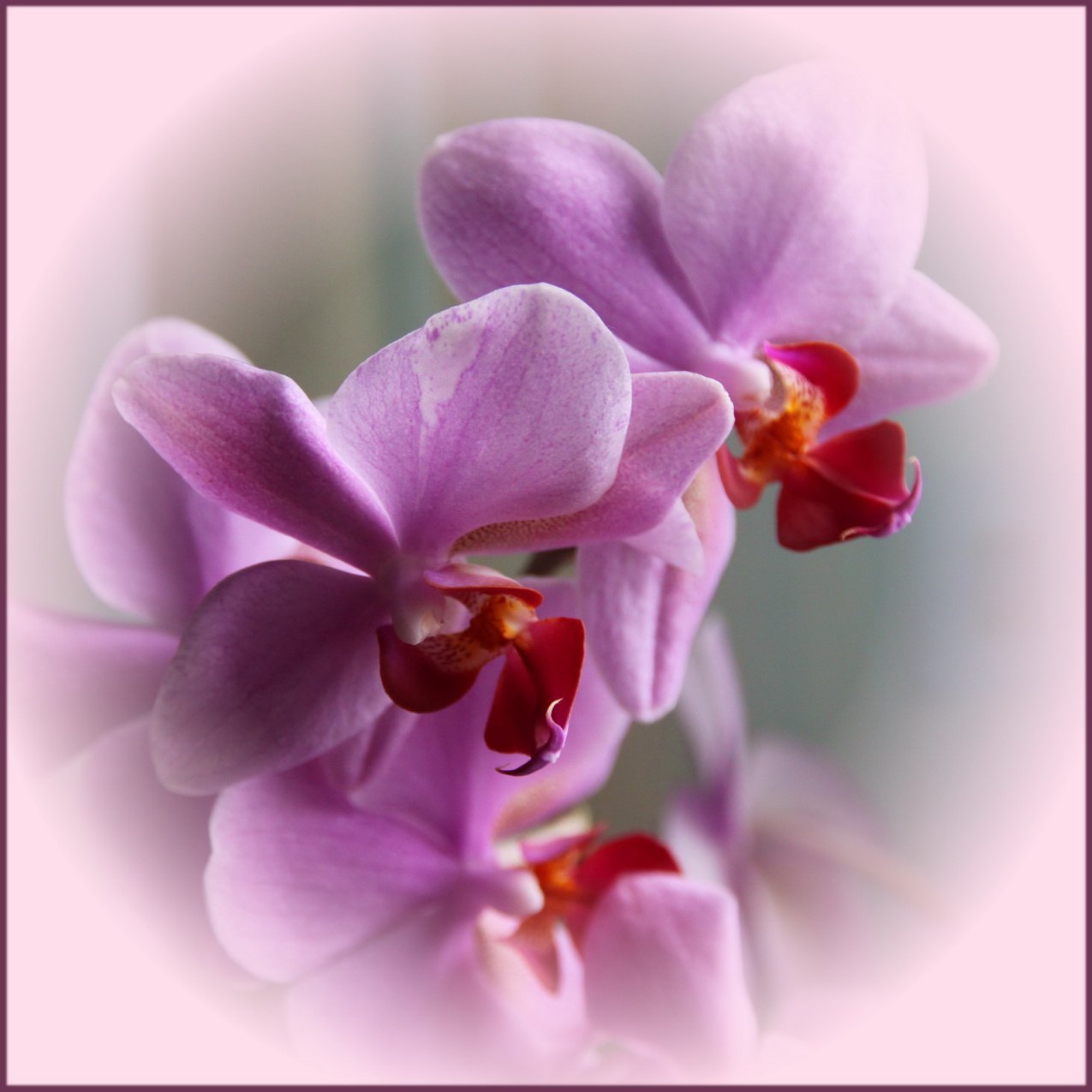 Поздравляю с юбилеем орхидеи