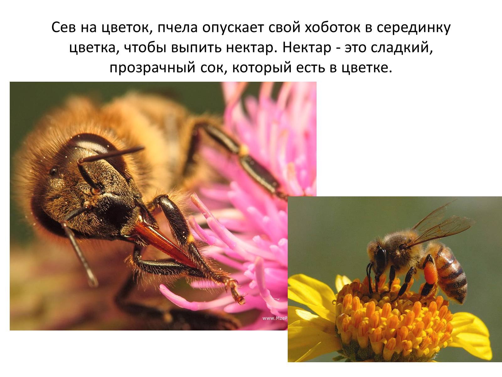 Пчела питается нектаром. Пчела собирает нектар. Хоботок пчелы. Нектар цветы пчелы. Пчела ест нектар.