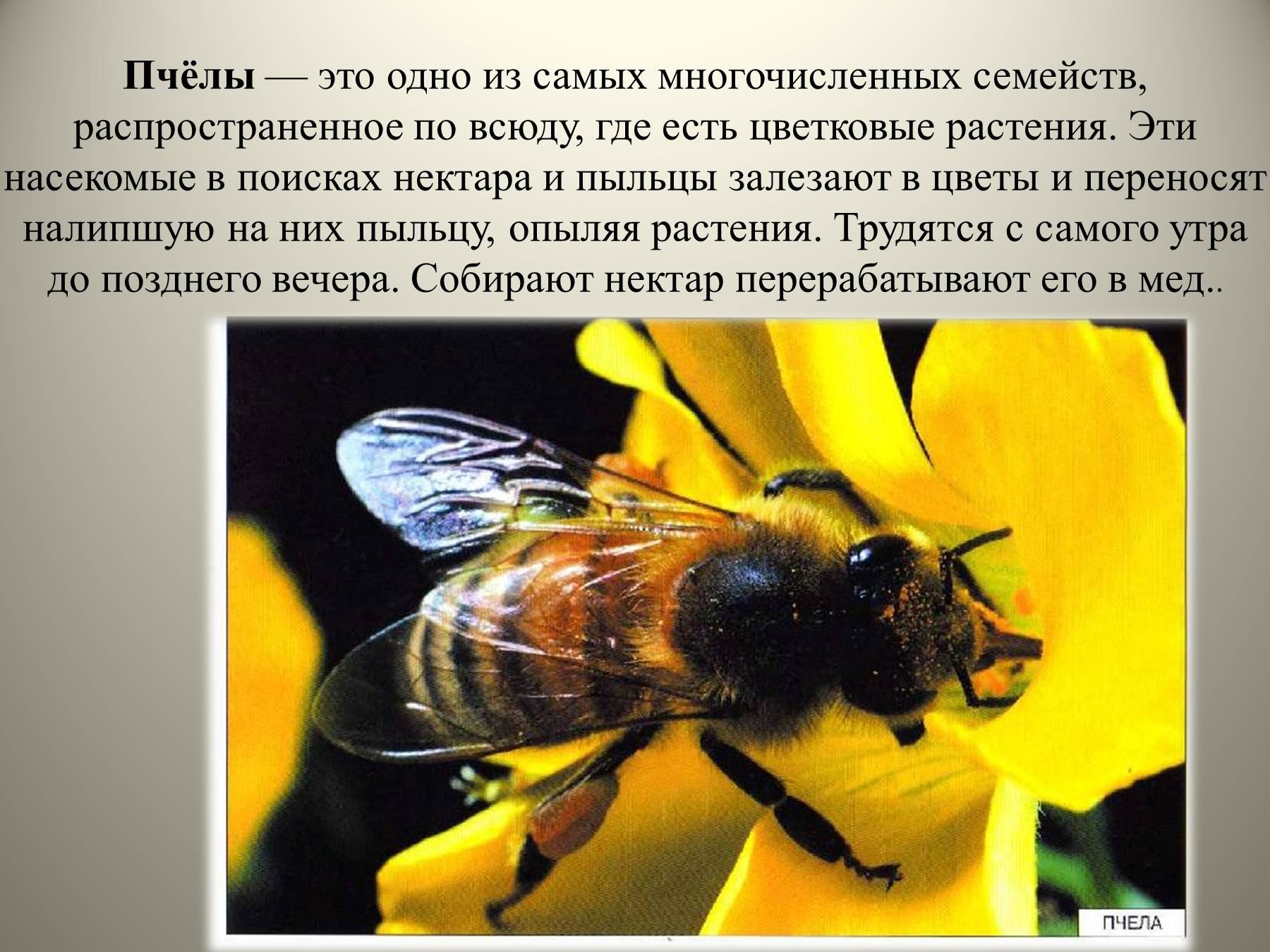 Пчела описание. Рассказ о пчелах. Слайд пчела. Пчела краткое описание. От земли до неба о шмелях