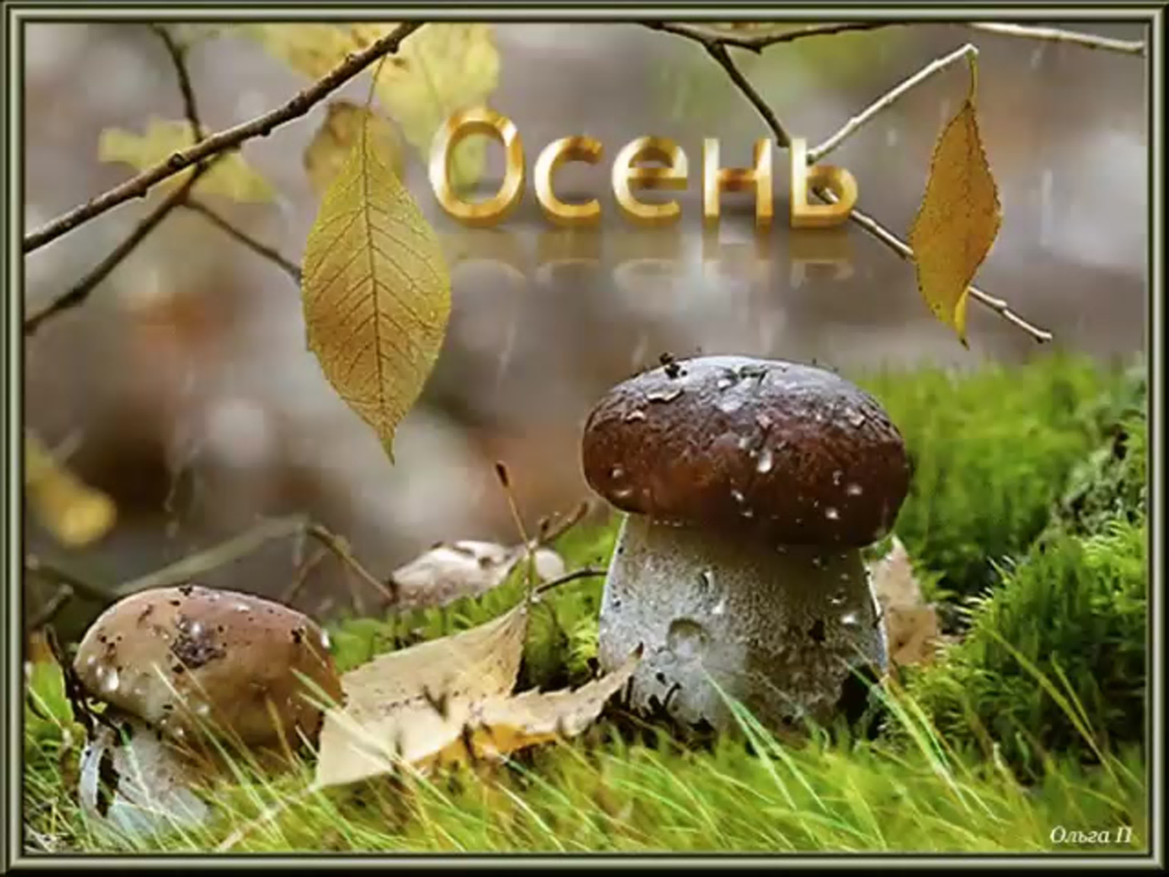 Доброго дня осень грибы