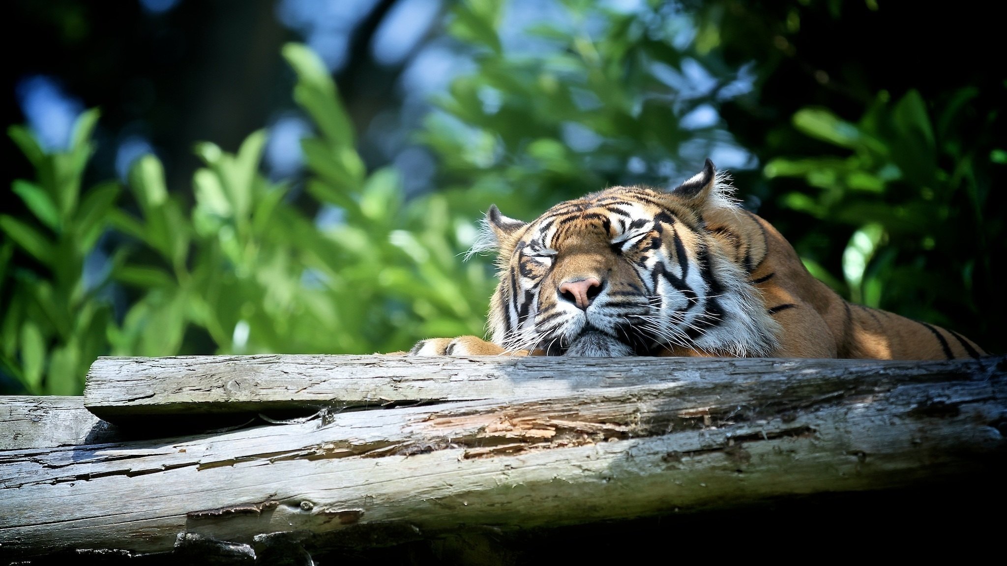 Дикие кошки сон. Тигр. Фото тигров на рабочий стол. Заставка на рабочий стол тигр. Тигр в природе.