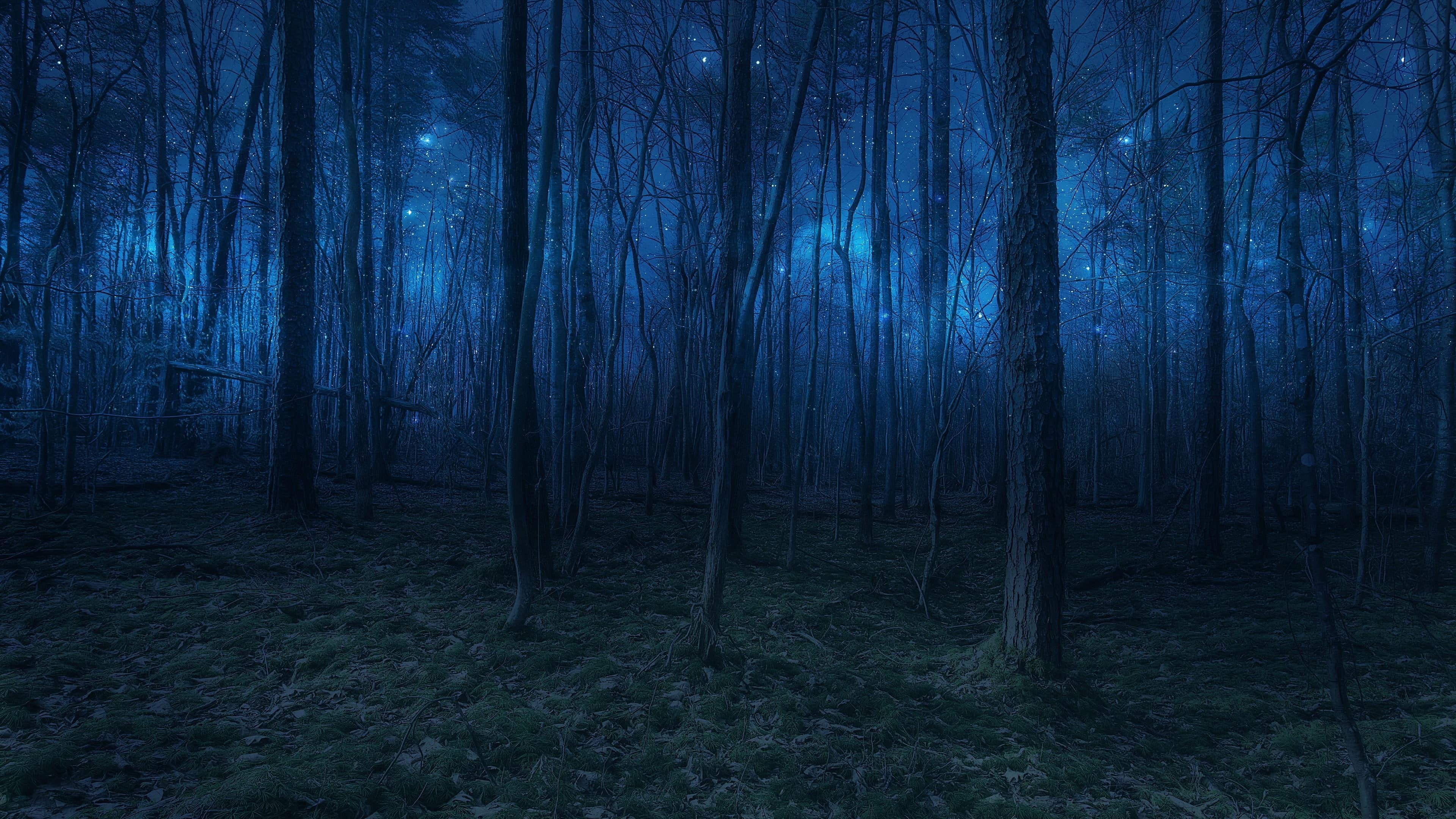Темный лес фон гача лайф
