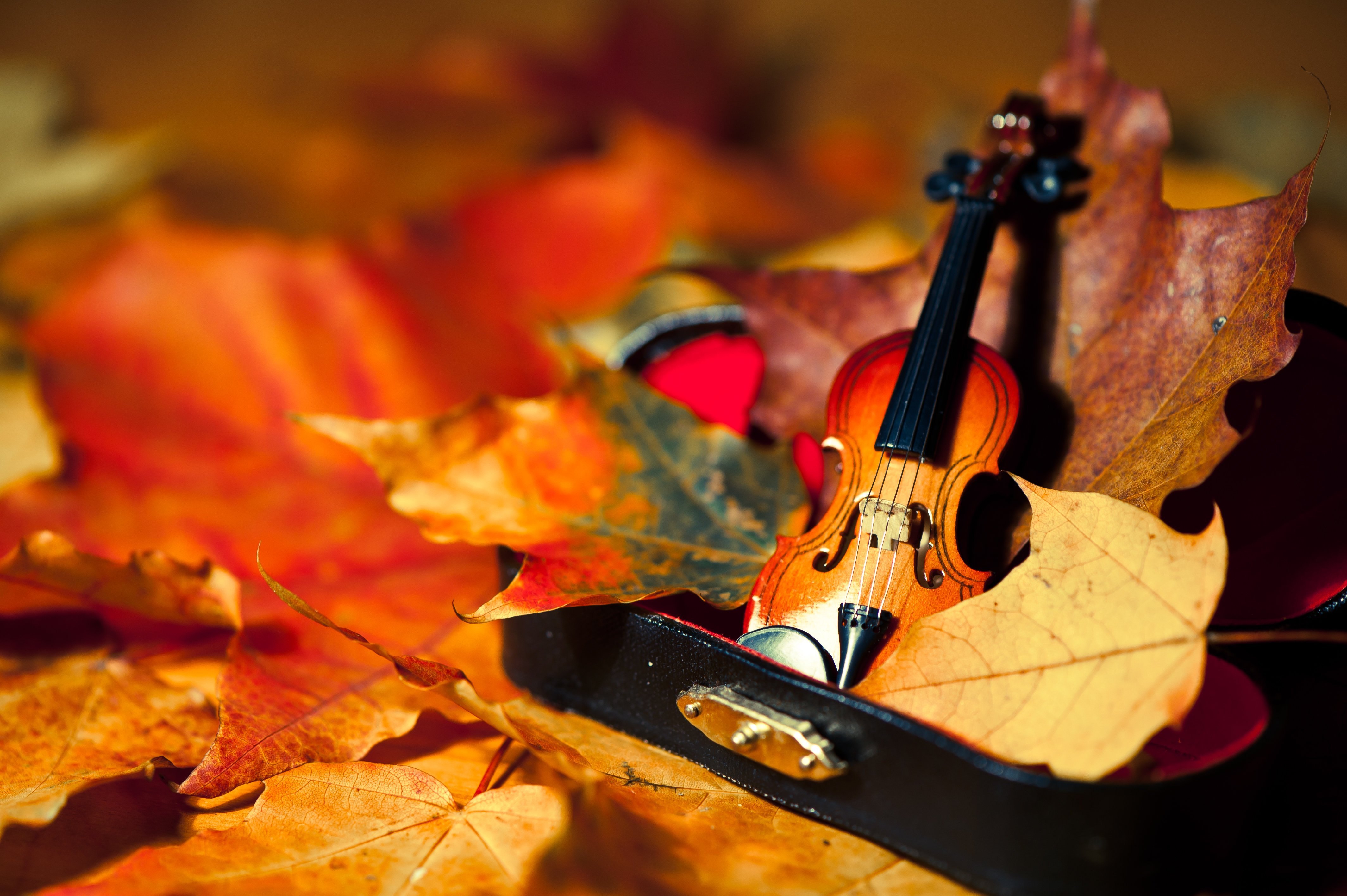 Скрипка и листья