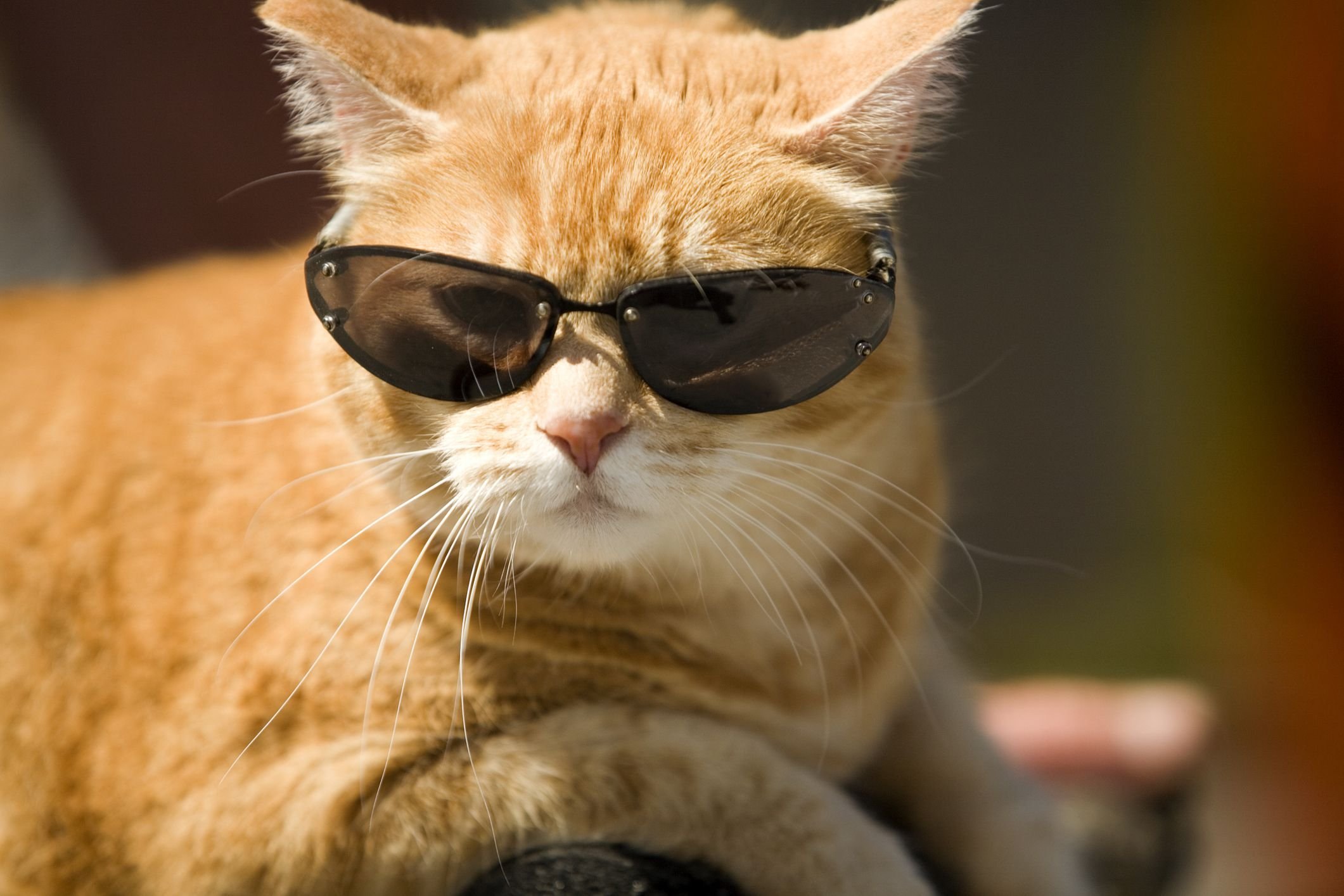 Фото котов в очках в