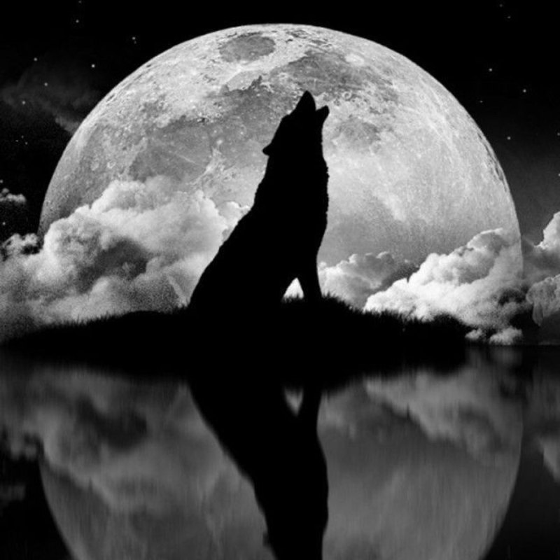 Фото черного волка воющего на луну