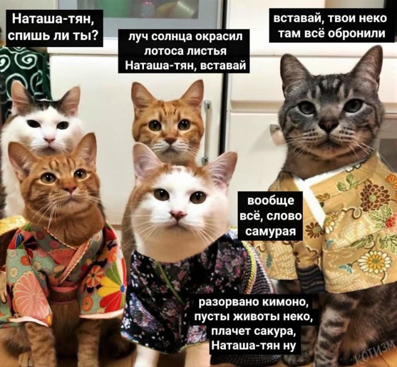 Мем Наташа и коты