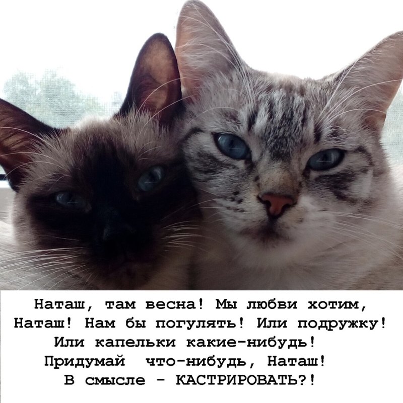 Наташа и котики новое