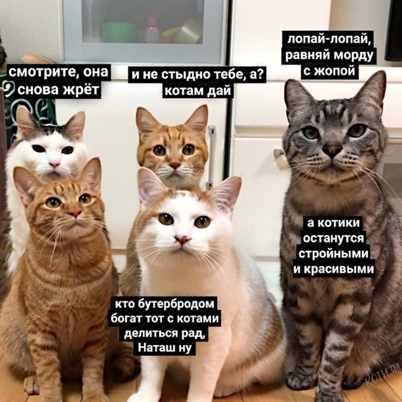 Смешные коты шутки