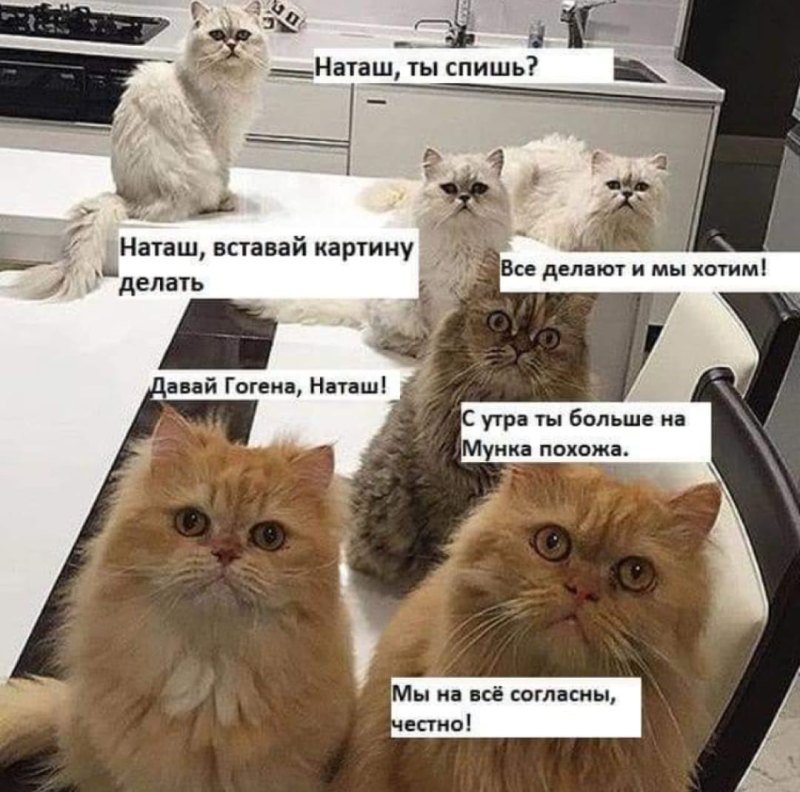 Кот Мем