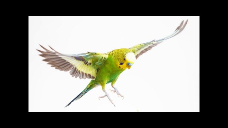 Flying Parrot reference