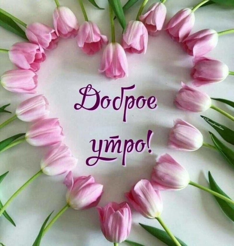 Доброе утро тюльпаны