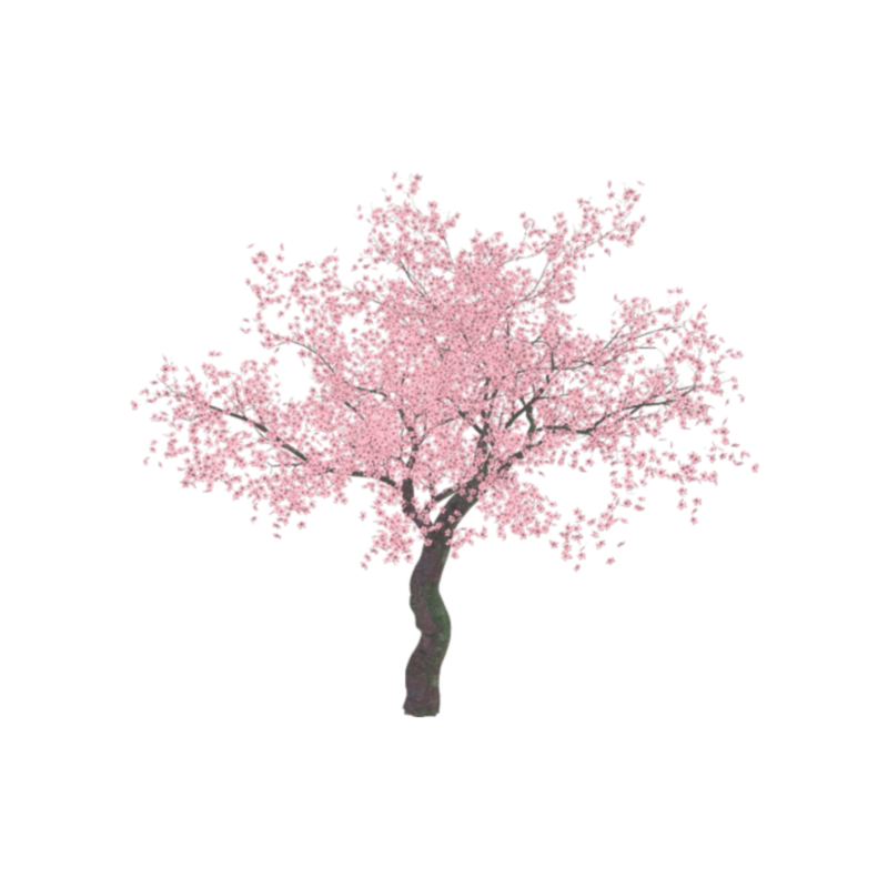 Розовое дерево без листьев. Сакура черри блоссом дерево. Сакура рендер дерево. Цветущие деревья без фона. Цветущие деревья на прозрачном фоне.