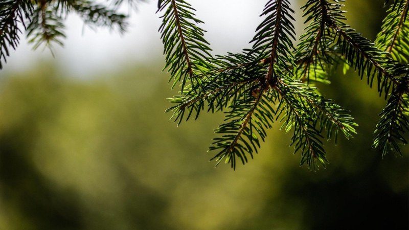 Pinus елка пихта зелено/голубая 2.7