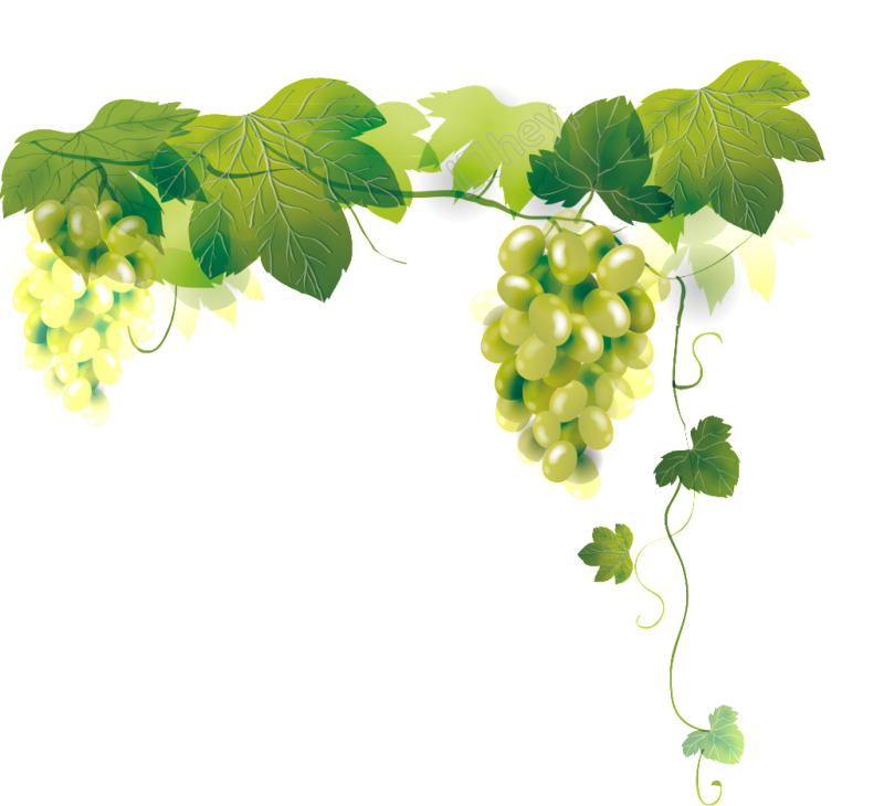 Клипарт на прозрачном фоне виноградная лоза