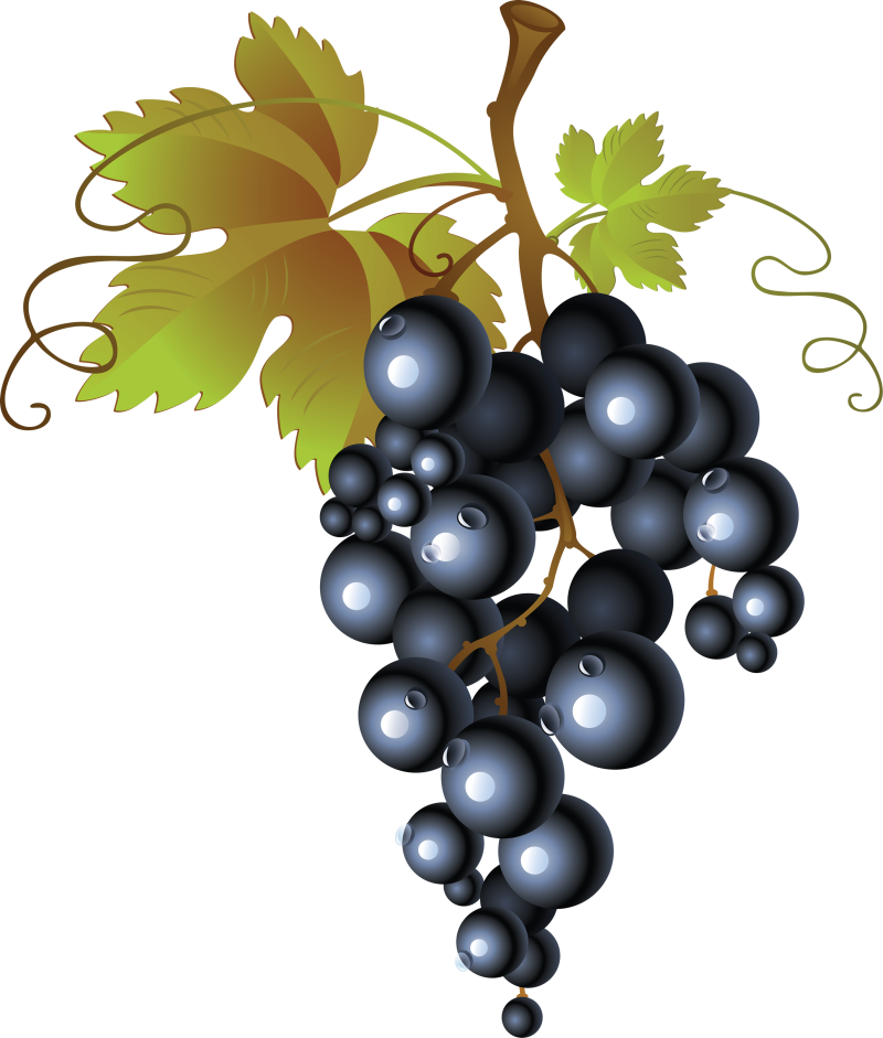 Клипарт на прозрачном фоне виноградная лоза